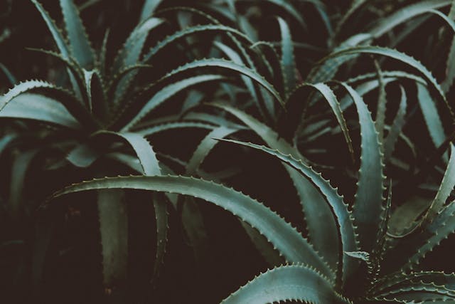 Żel Aloe Vera – Czy warto go kupić? Opinie użytkowników